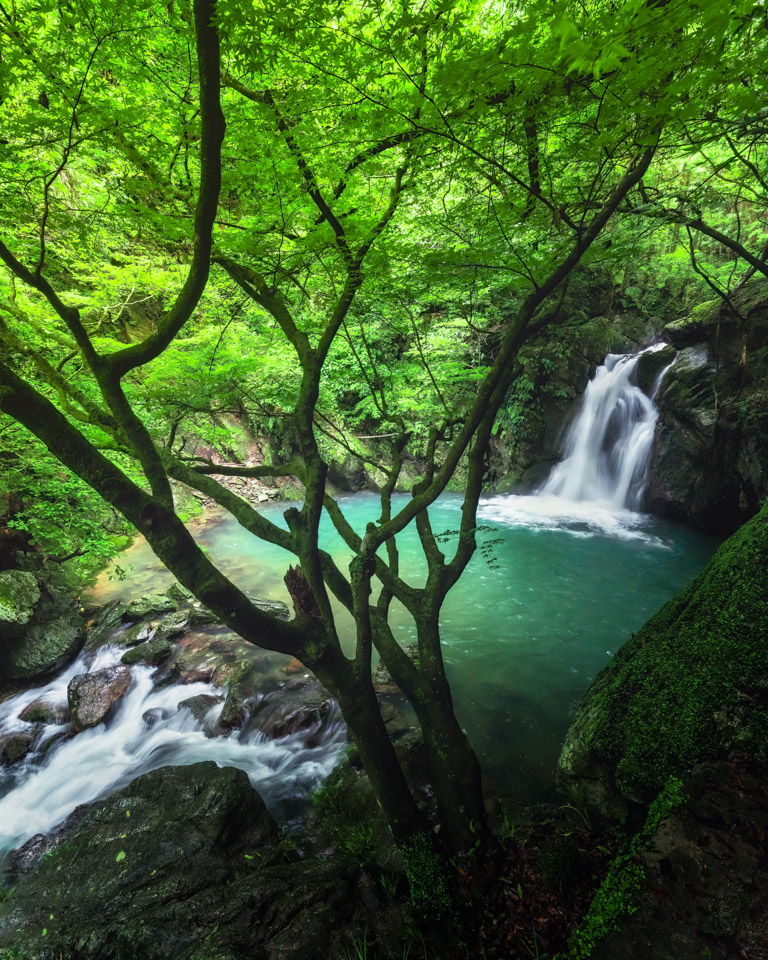 入賞　伊藤貴弘(@takanii2015)さんの作品「Green waterfall」